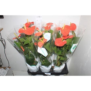 ** Anthu An Nebraska 4+ * Spring Deal *