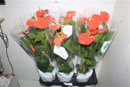 <h4>** Anthu An Nebraska 4+ * Spring Deal *</h4>