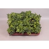 Hedera helix Divers Groenbladig