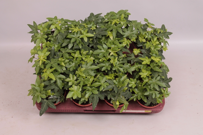 Hedera helix Divers Groenbladig