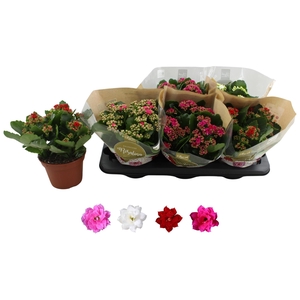 KALAN CALAN MIX ROSALINA P15