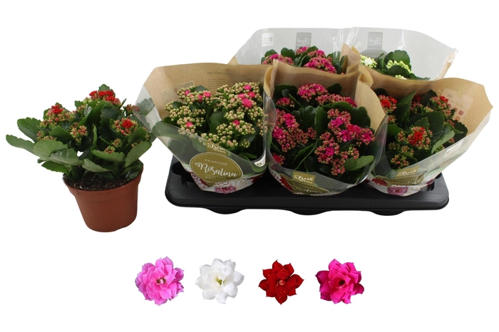 <h4>KALAN CALAN MIX ROSALINA P15</h4>