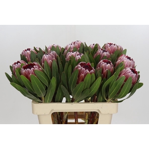 Protea Pink Ice