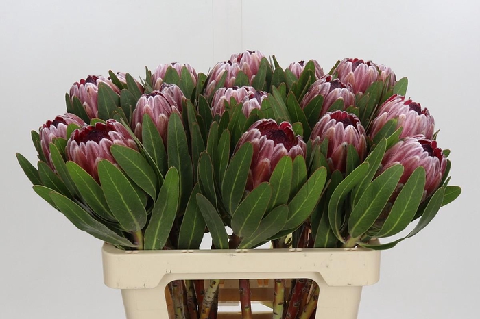 <h4>Protea Pink Ice</h4>