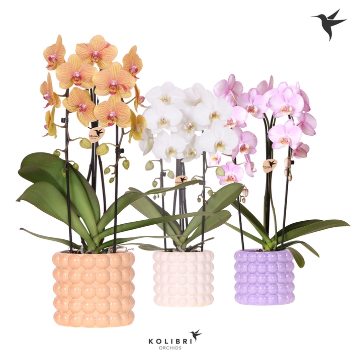 <h4>Kolibri Orchids Phalaenopsis Cascade Niagara Fall mix 2 spike in Poppy pot mix</h4>