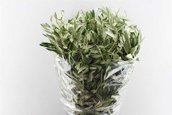 <h4>Olijf 400 Gram</h4>