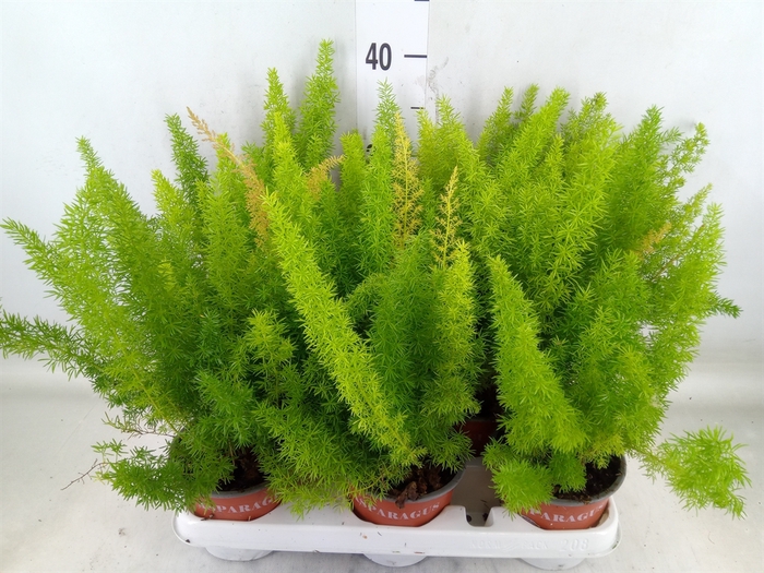 <h4>Asparagus dens. 'Meyers'</h4>