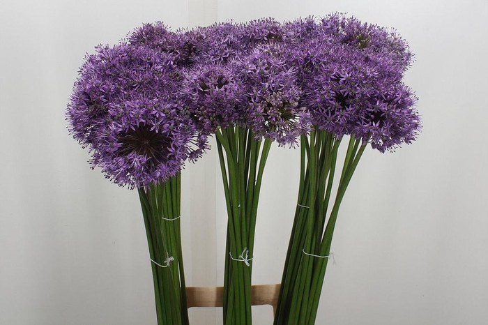 <h4>Allium Gladiator</h4>