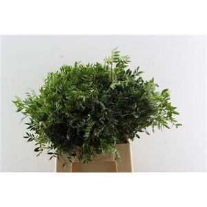 PISTA OV BLAD