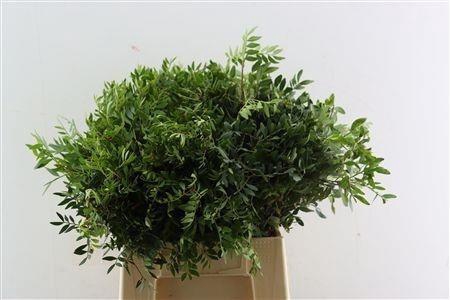 <h4>PISTA OV BLAD</h4>