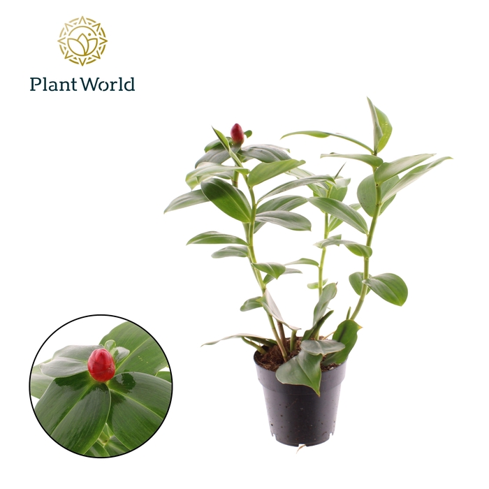 <h4>Costus Woodsonii</h4>