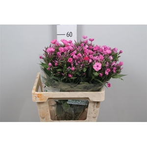 Phlox P Lollipink