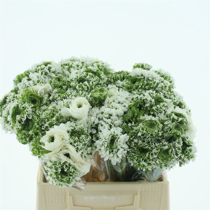 <h4>Ran Ponpon Igloo Green White Extra</h4>