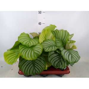 Calathea orbifolia