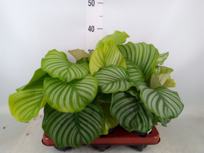 <h4>Calathea orbifolia</h4>