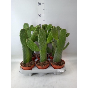 Opuntia