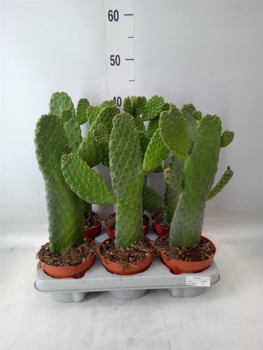 <h4>Opuntia</h4>