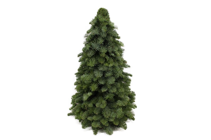 Kerstboom Nobilis 60