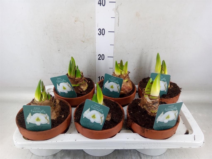 <h4>Hippeastrum   ...</h4>