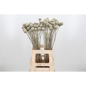 Craspedia Kl Bh Platina Xl