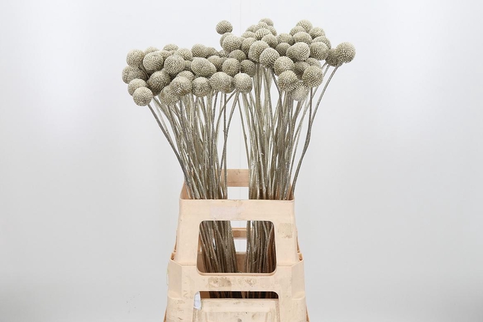 <h4>Craspedia Kl Bh Platina Xl</h4>