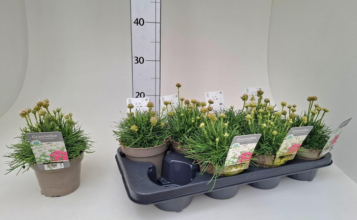 <h4>ARMERIA MARITIMA</h4>