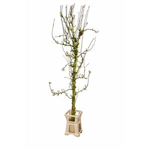 PERENBOOM GROOT*
