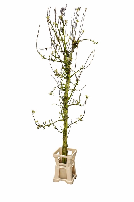 <h4>PERENBOOM GROOT*</h4>