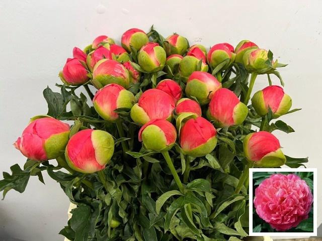 <h4>PAEO CORAL SUNSET</h4>