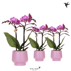 Kolibri Orchids Phalaenopsis violet 2spike in Scandic pot violet