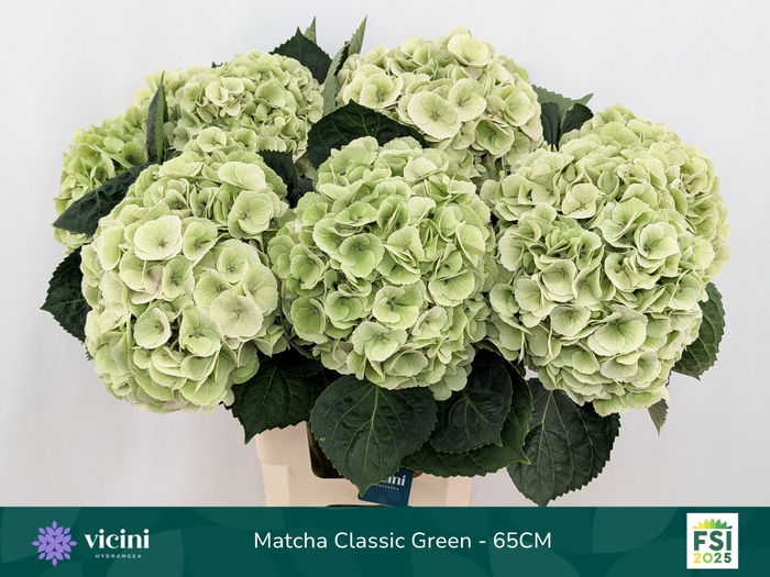 <h4>HYDR M MY MATCHA CL</h4>