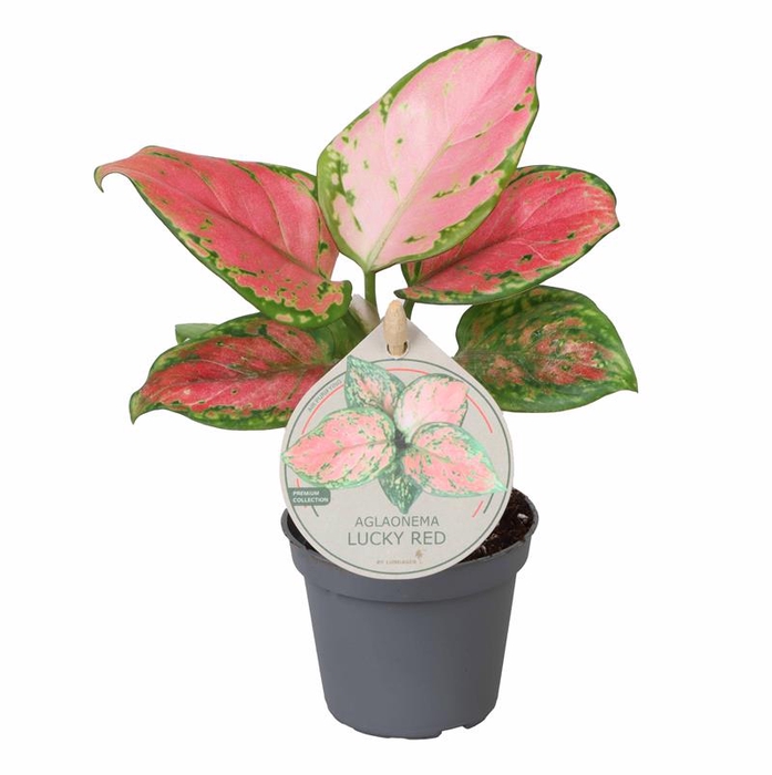 AGLAONEMA ARACEAE p6