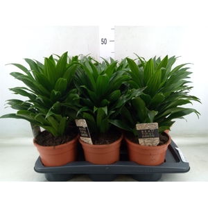 Dracaena frag. 'Compacta'