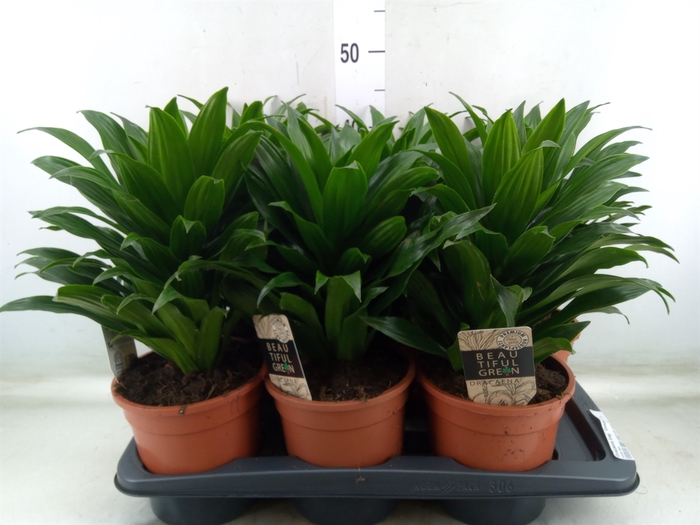 <h4>Dracaena frag. 'Compacta'</h4>
