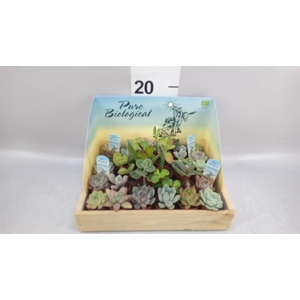 Succulents   ...
