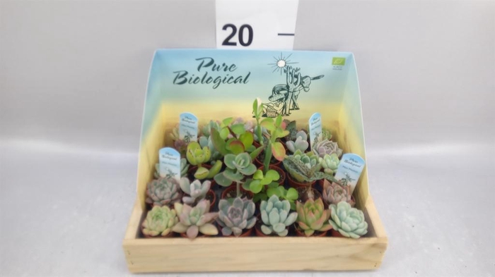 <h4>Succulents   ...</h4>