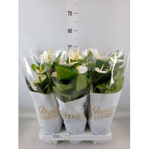 Anthurium andr. 'Cocos'