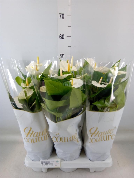 <h4>Anthurium andr. 'Cocos'</h4>