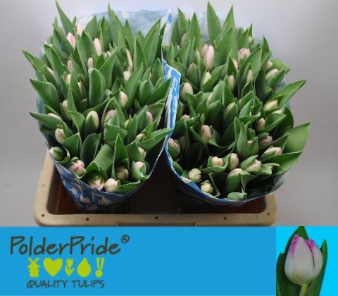 <h4>TU EN SINFONIE</h4>