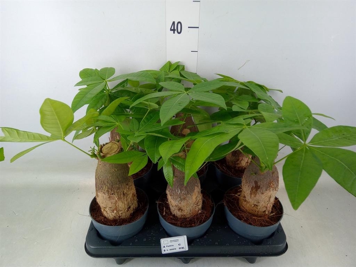 <h4>Pachira aquatica</h4>