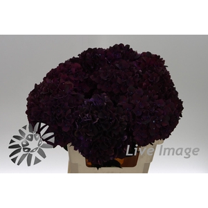 Hydrangea mag dark ruby