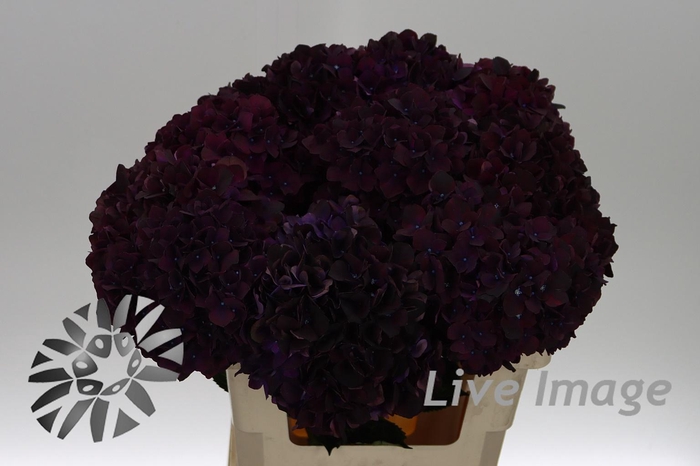 <h4>Hydrangea mag dark ruby</h4>