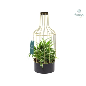 Metaal fles goudzwart Medium met Chlorophytum