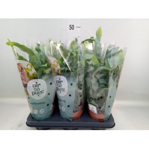 Phlebodium aureum 'Blue Star'