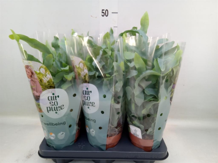 <h4>Phlebodium aureum 'Blue Star'</h4>