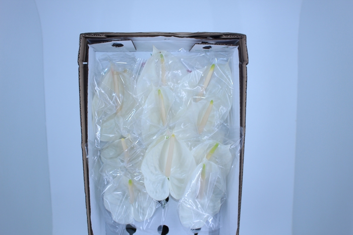 ANTHURIUM ETERNITY 11/13 040 CM DIAM MIN 11 CM BRANCO