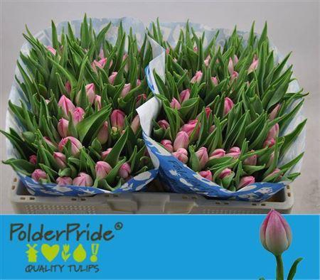 <h4>Tu En Bolroyal Pink</h4>