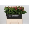 Paeonia Mary Jo Legare