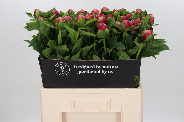 <h4>Paeonia Mary Jo Legare</h4>
