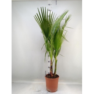 Washingtonia filifera